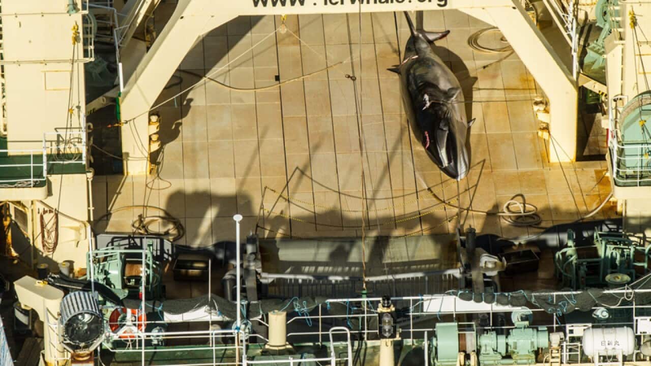 a dead Antarctic mink whale onboard the Japanese vessel Nisshin Maru