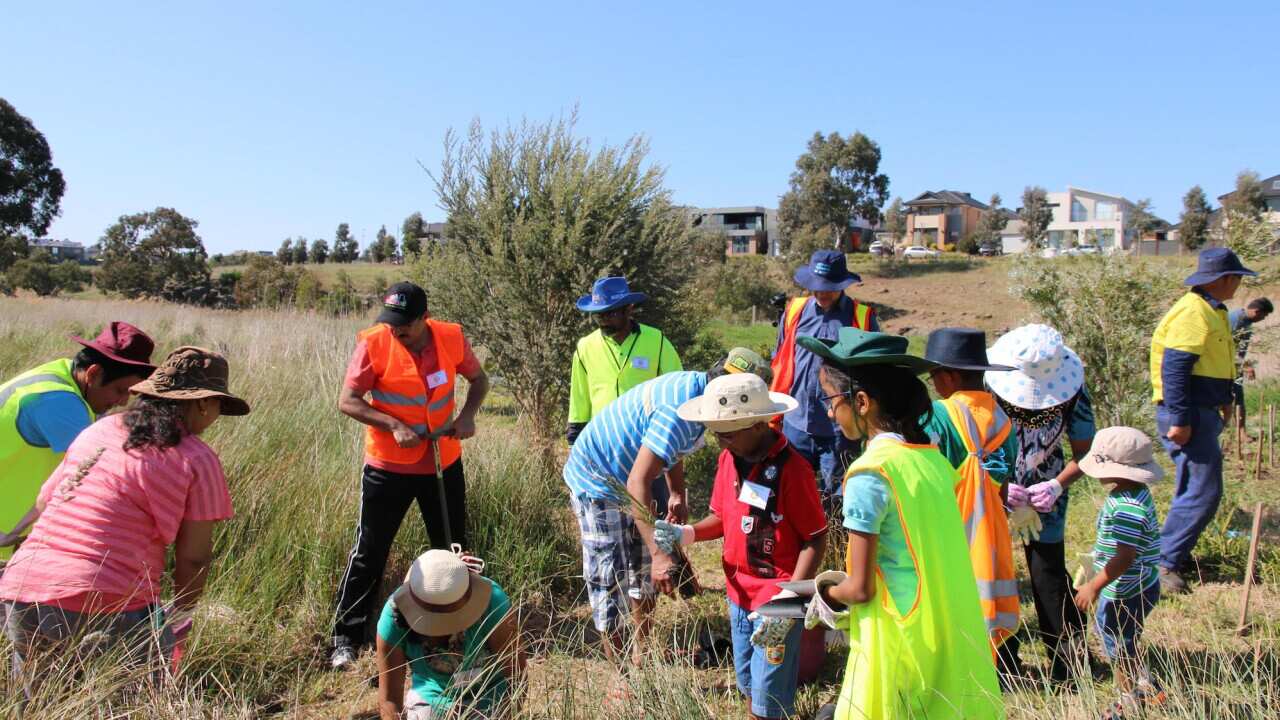 tree planting
