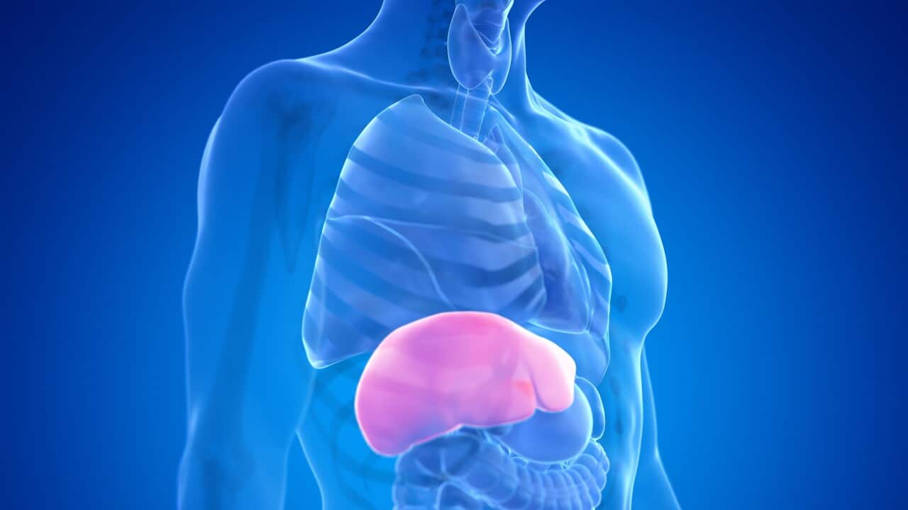 Human liver, illustration