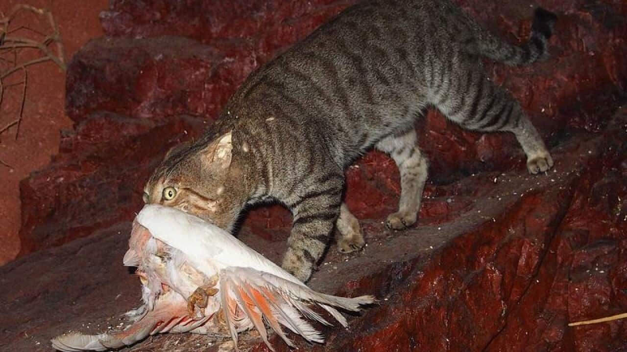 A feral cat with a galah