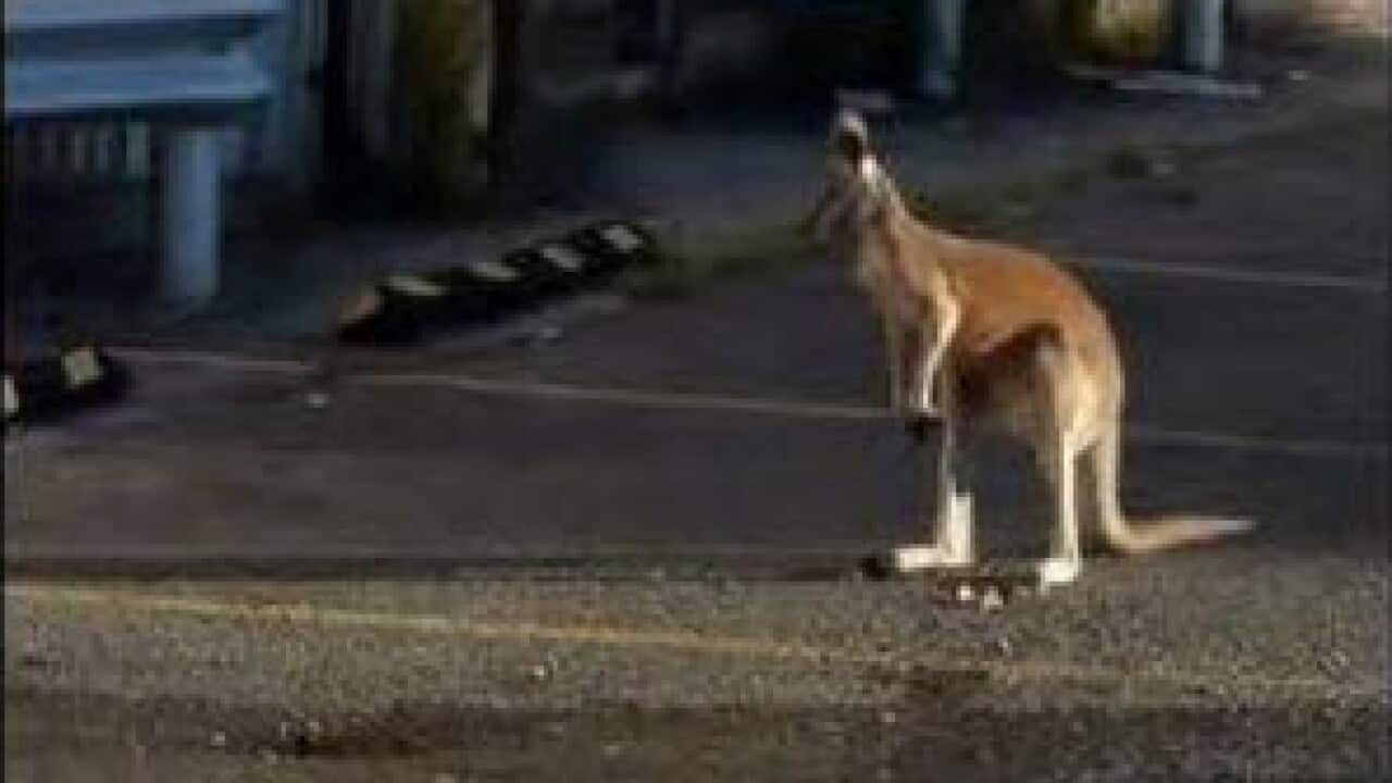 "What's a kangaroo doing on Staten Island?"