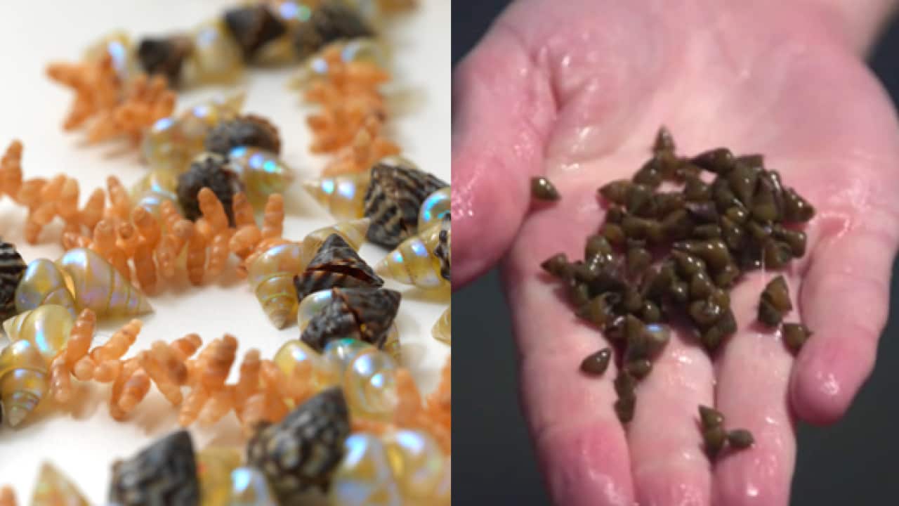 Kanalaritja shell stringing