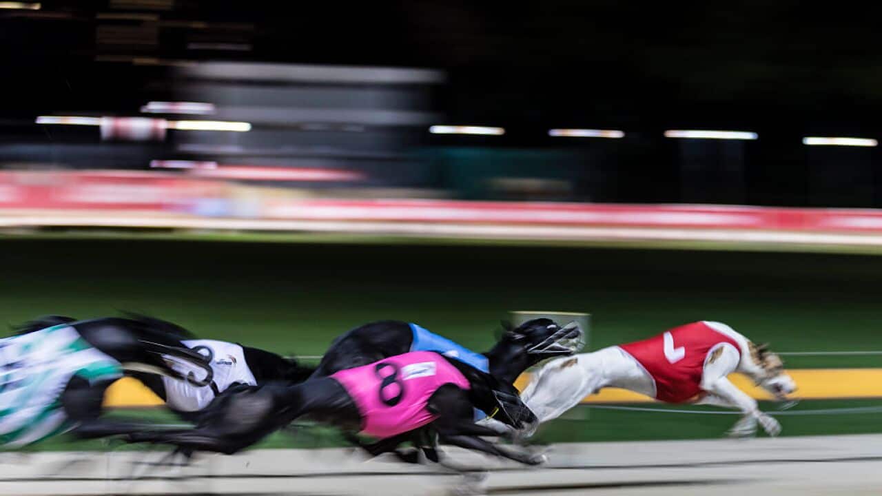 Greyhound racing has been under scrutiny in recent months.
