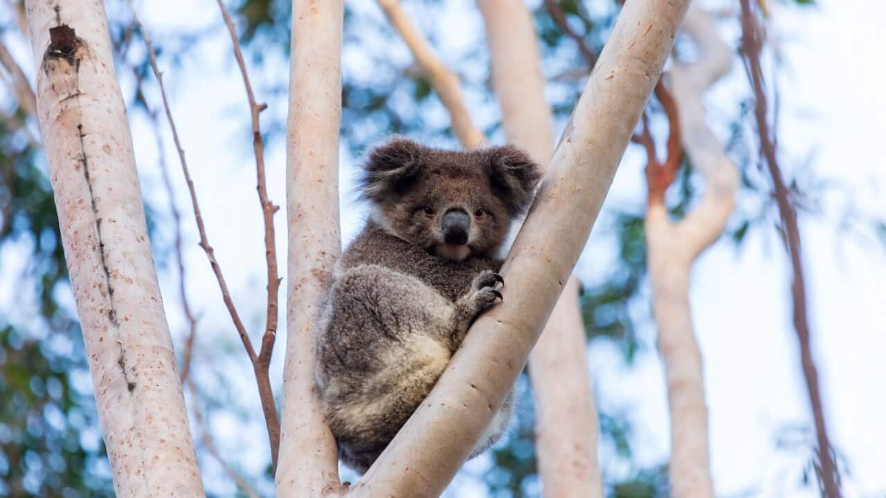 Wild Koala in a tree Australia