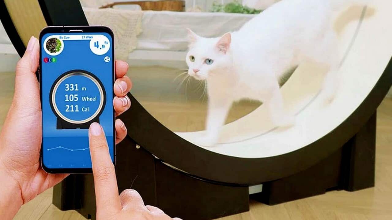 The Little Cat's Cat Wheel