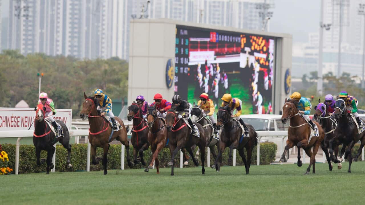 Horse Racing in Hong Kong - Sha Tin Racecourse