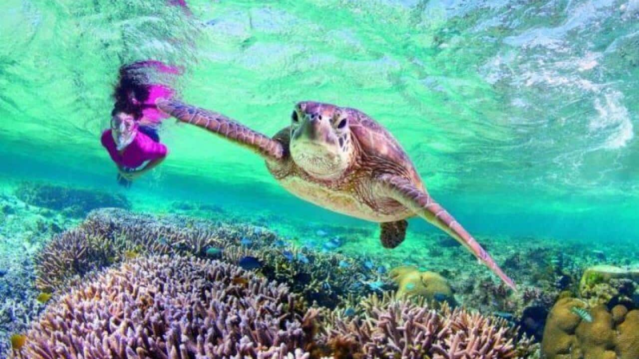 Die Fläche des "Great Barrier Reef" ist nahezu so gross wie Deutschland.