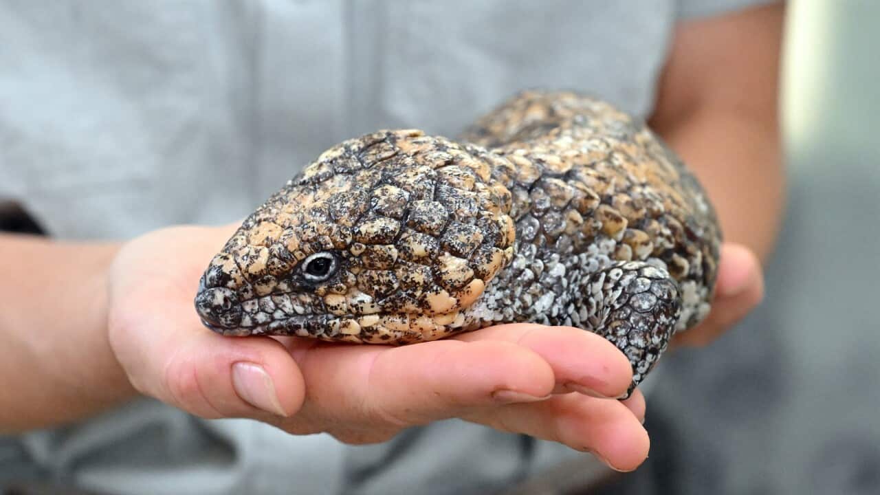 A lizard being held in a person's hands