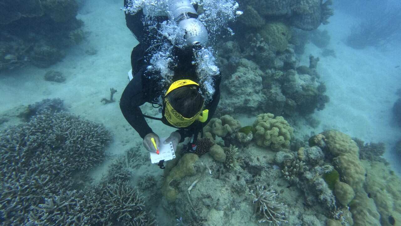 Efforts are underway to plant new coral along the Great Barrier Reef