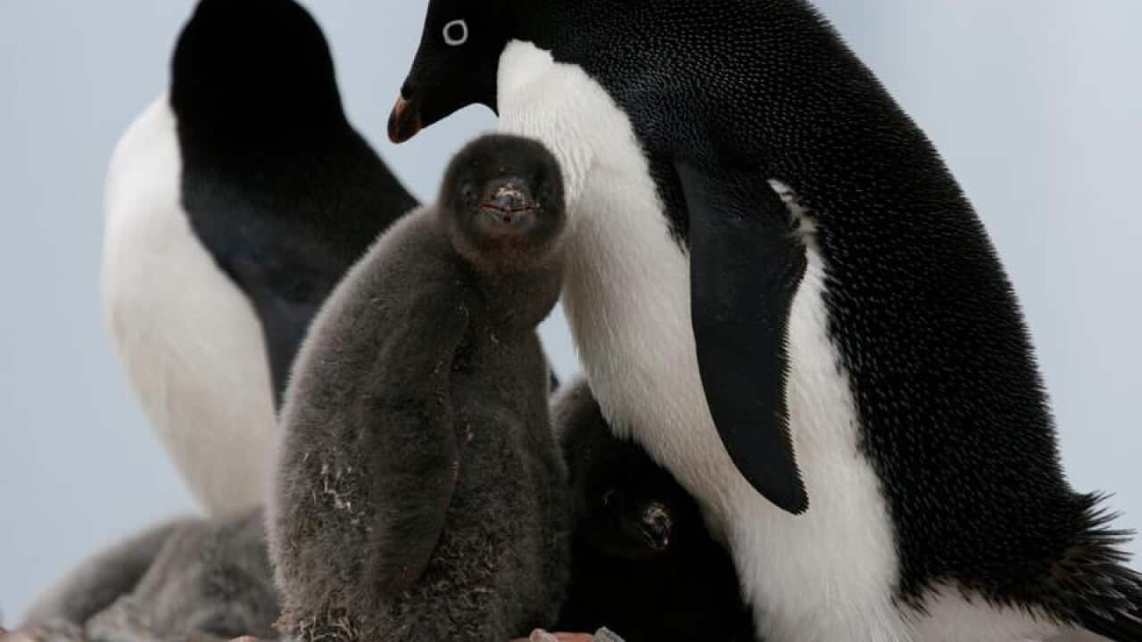 Adelie penguins