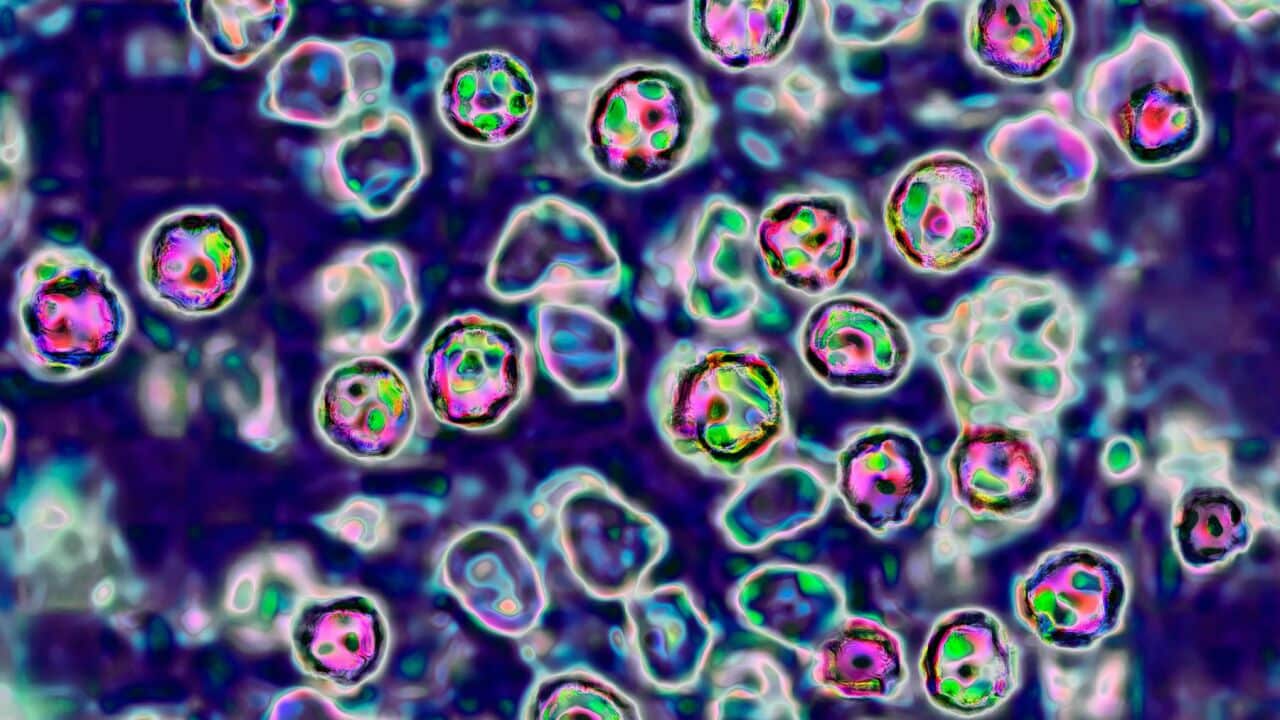Measles Virus