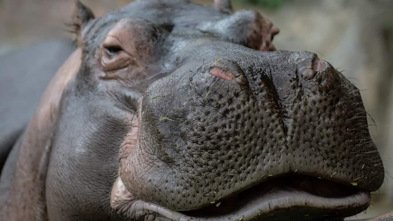 Colombia: World Wildlife Day