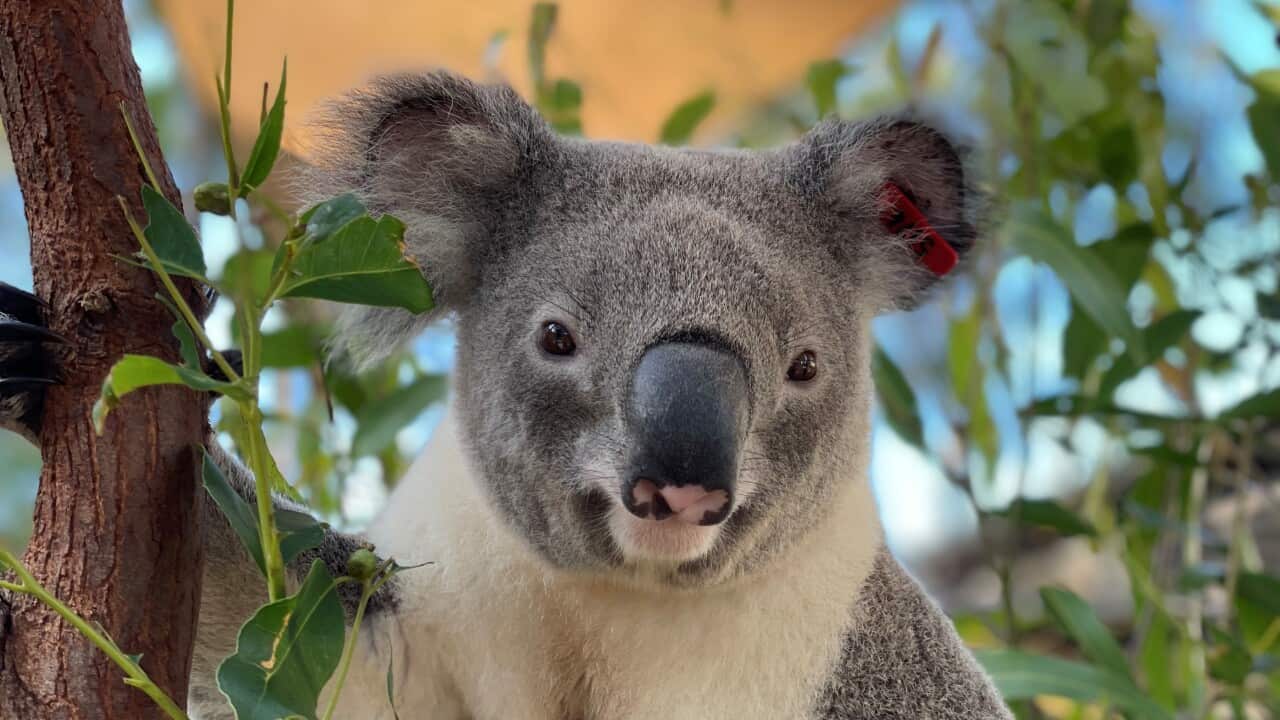 Der Koala Jagger