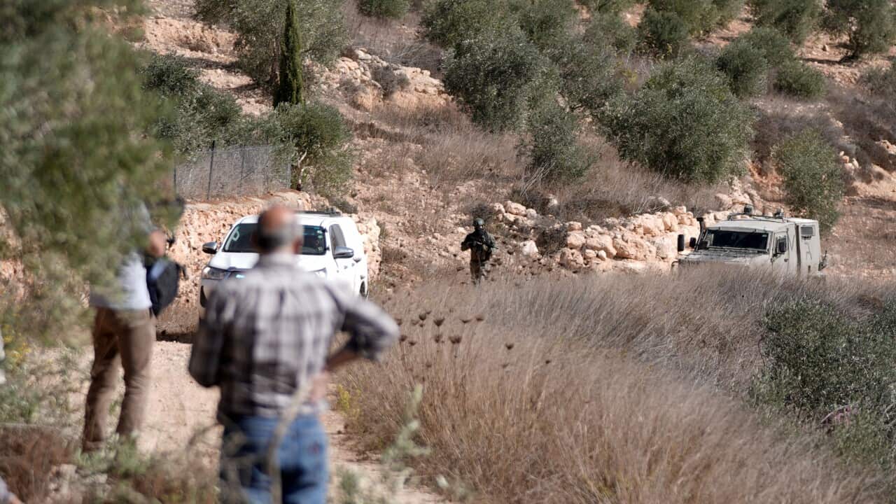 Olive harvest in the West Bank under Israeli control