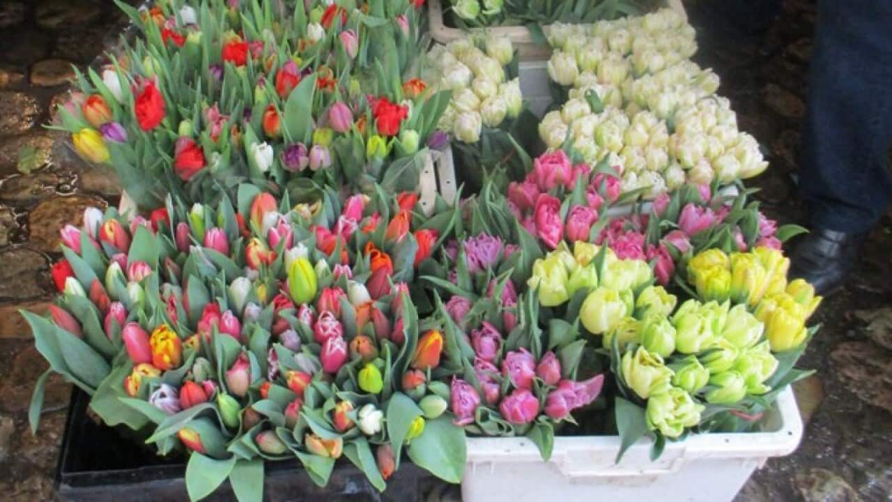 Tulips from Amsterdam?