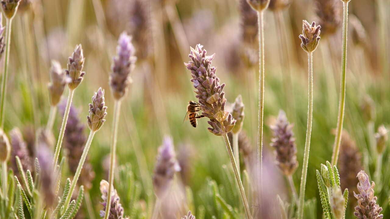 Brazil: Bees Pollinating