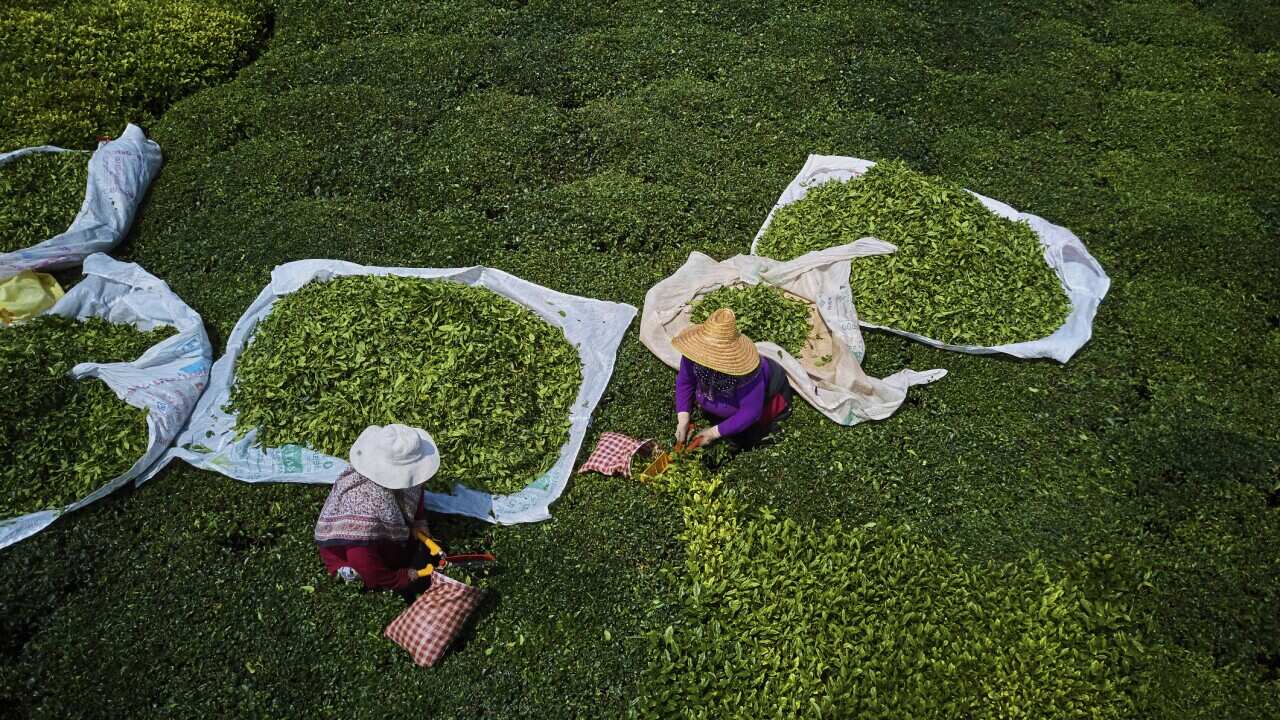 Turkey, Tea plantation in the hills near Trabzon in Anatolia