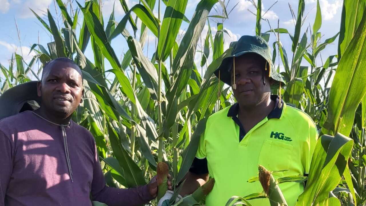 Paul Irungu na mshiriki wake Handson Nhanhanga ndani ya shamba lao