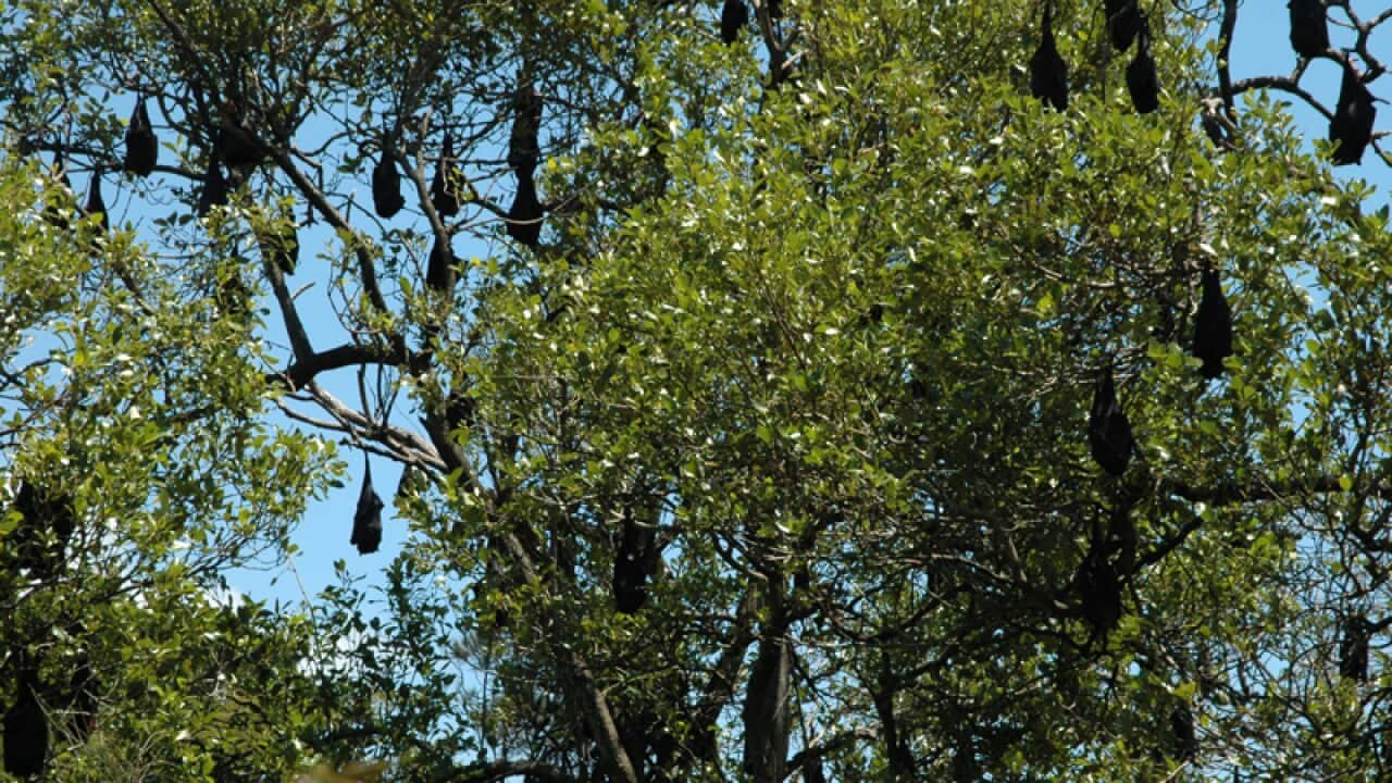Bat colonies, the Gold Coast