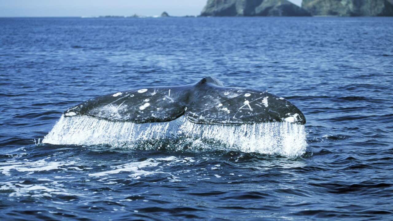 Grey Whale