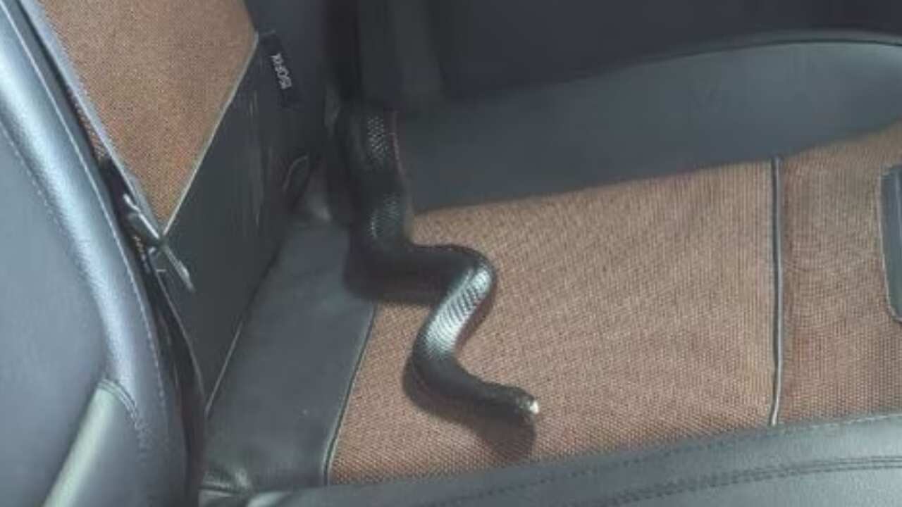 snake.png