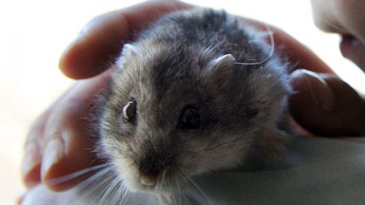 hamster_L_101025_getty_1536492629