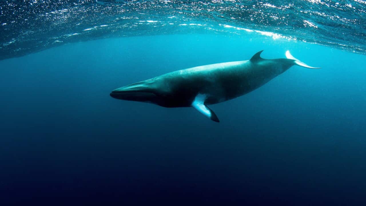A Minke whale