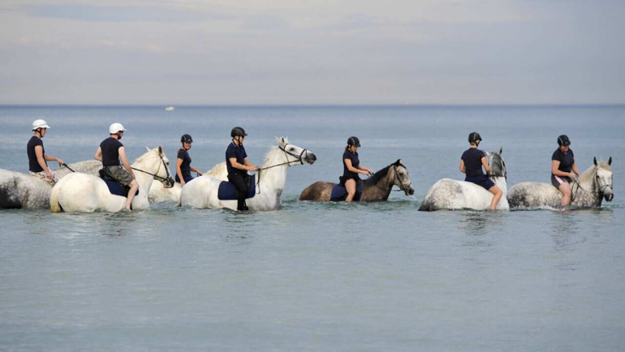 Police officers take horses for a swim in Adelaide
