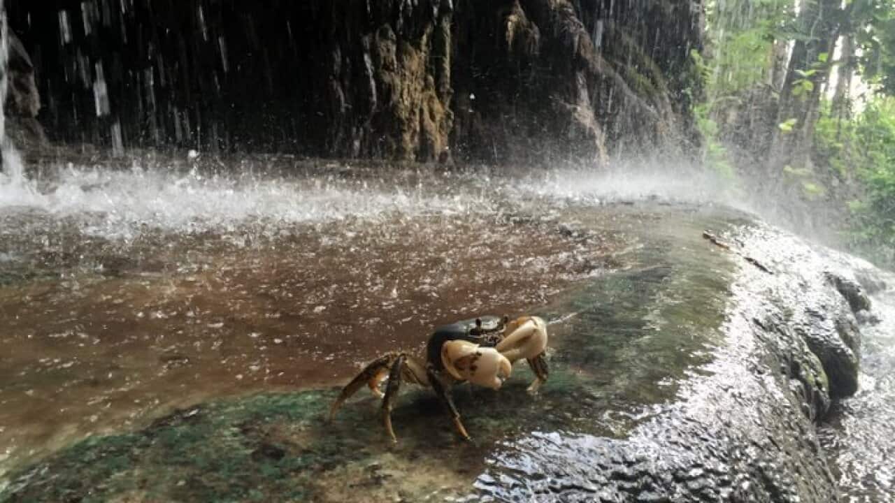 A Christmas Island crab under the waterfall