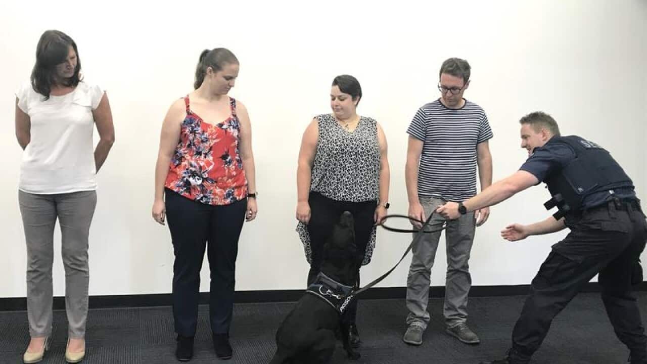 Victorian prison dog traning.
