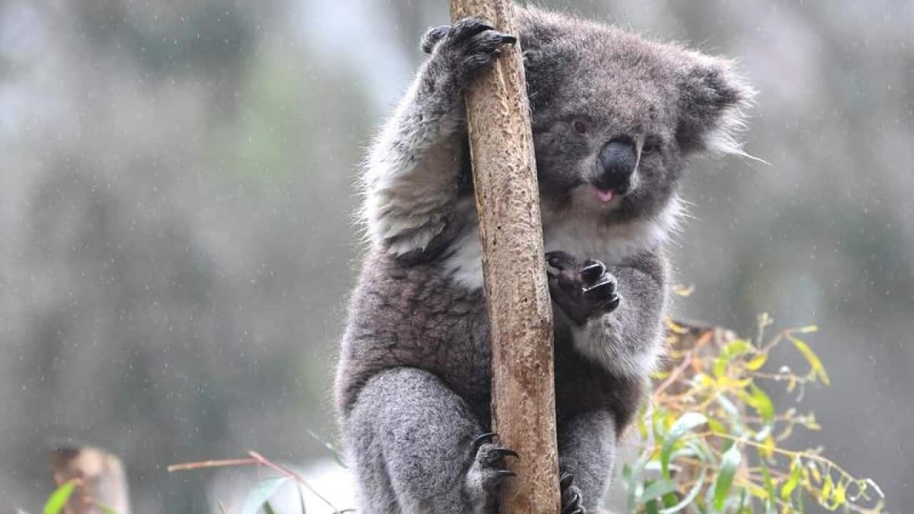 Koalas at the Cleland Wildlife Park in Adelaide