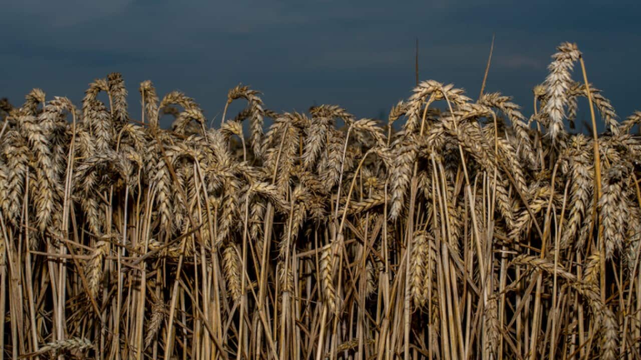 Wheat growing in a field