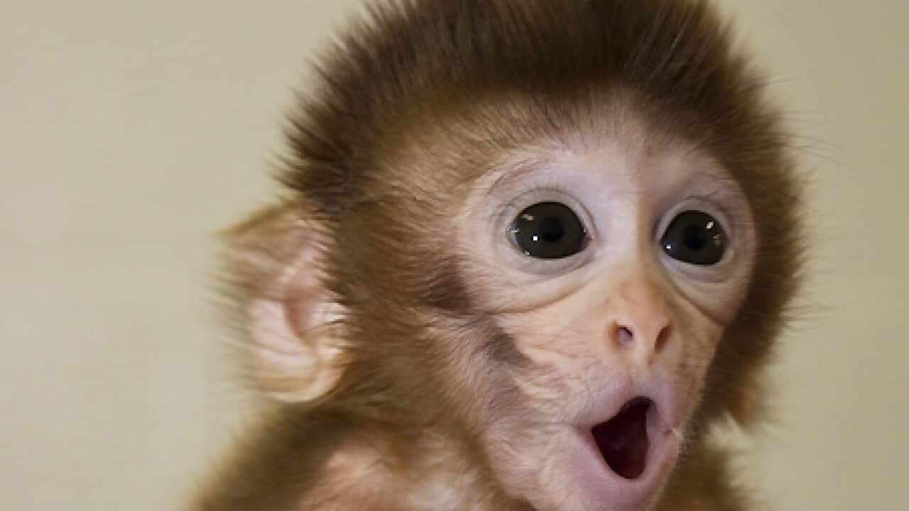 dnatransplant_monkey_090827_aap_B_1474259155