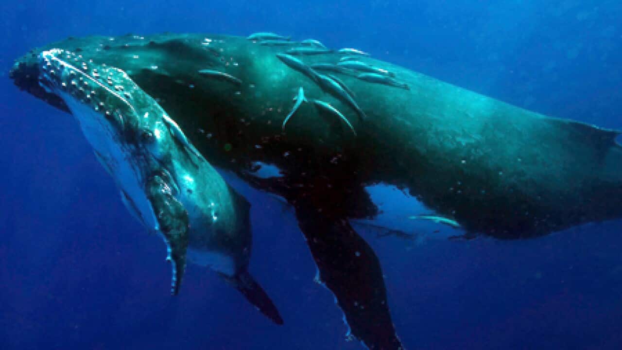 whaling_L_100622_aap_2060329145