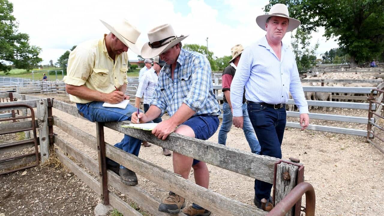 Former deputy PM Barnaby Joyce has been tipped to win the New England by-election despite running a low-key campaign.