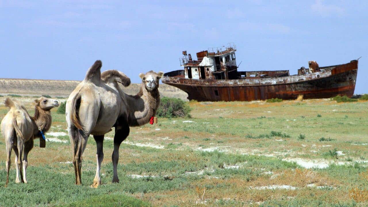 Camels pass rusty shipwrecks at 'Sheeps cemetery' in Dzhambul settlement, 4 August 2005. The ecological disaster on Aral Sea, which had been drying up for the past 40 years, was reached in 1987, when salted lake, which had once been the world's fourth la