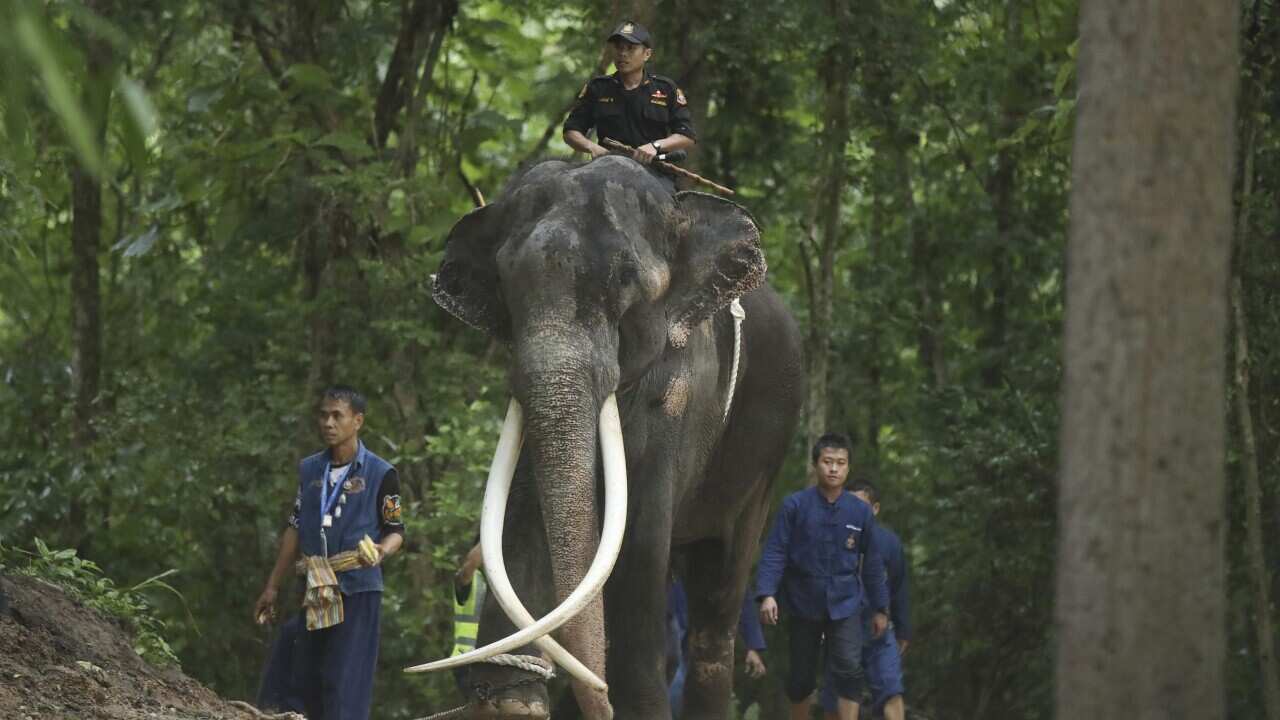 A man rides an elephant while two men in blue uniforms walk beside.