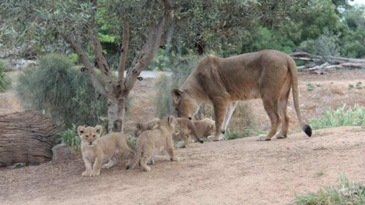 new cub