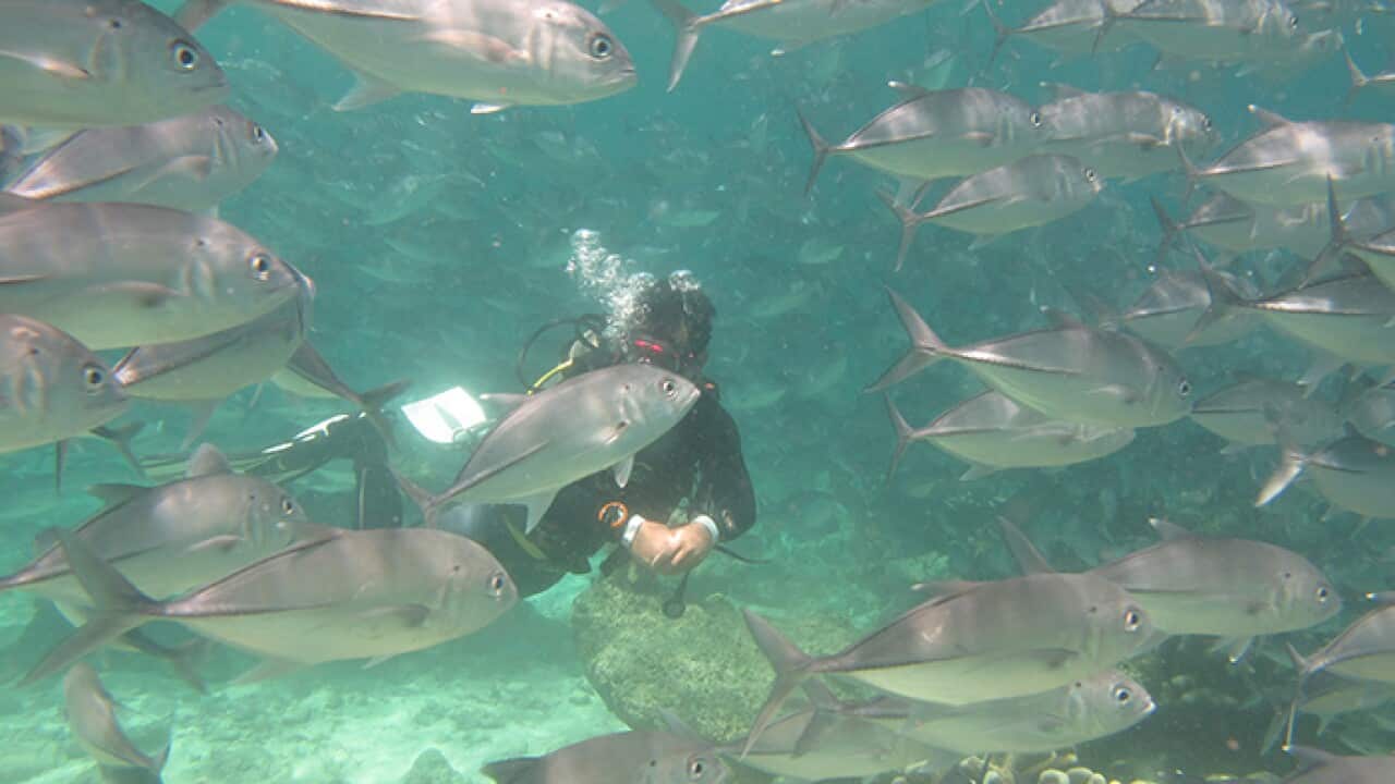SEA