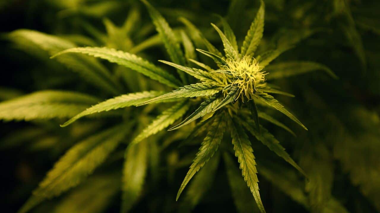 Legalisation of cannabis for medical conditions in Ireland
