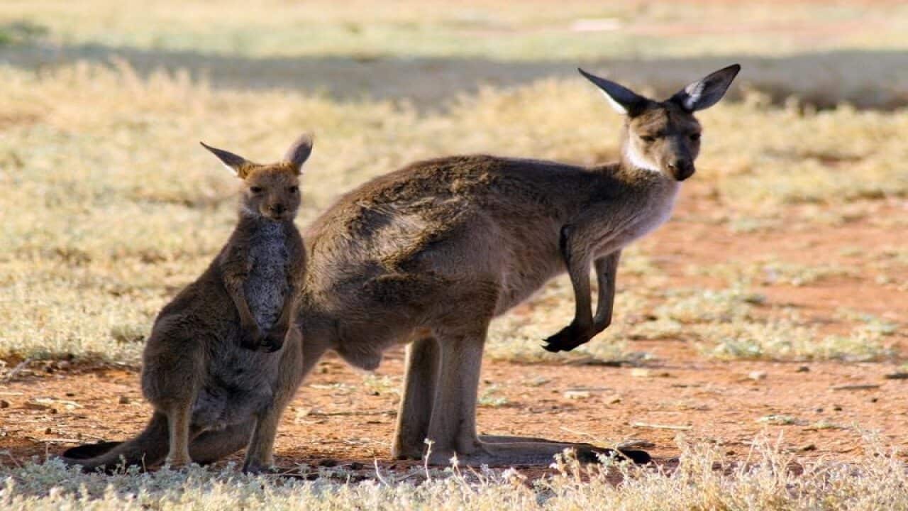 Western Grey kangaroos