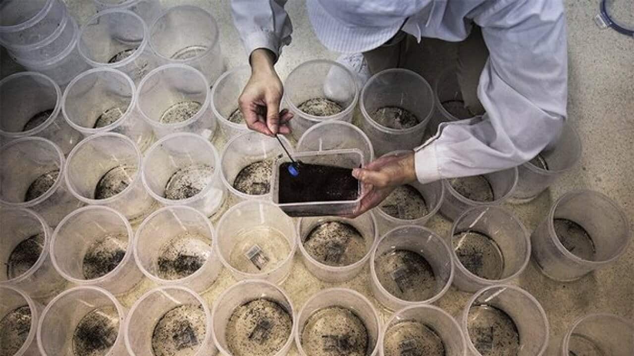 Vector-control research centres raise millions of male mosquitoes to infect with Wolbachia strains. Credit: Kevin Frayer/Getty Images.