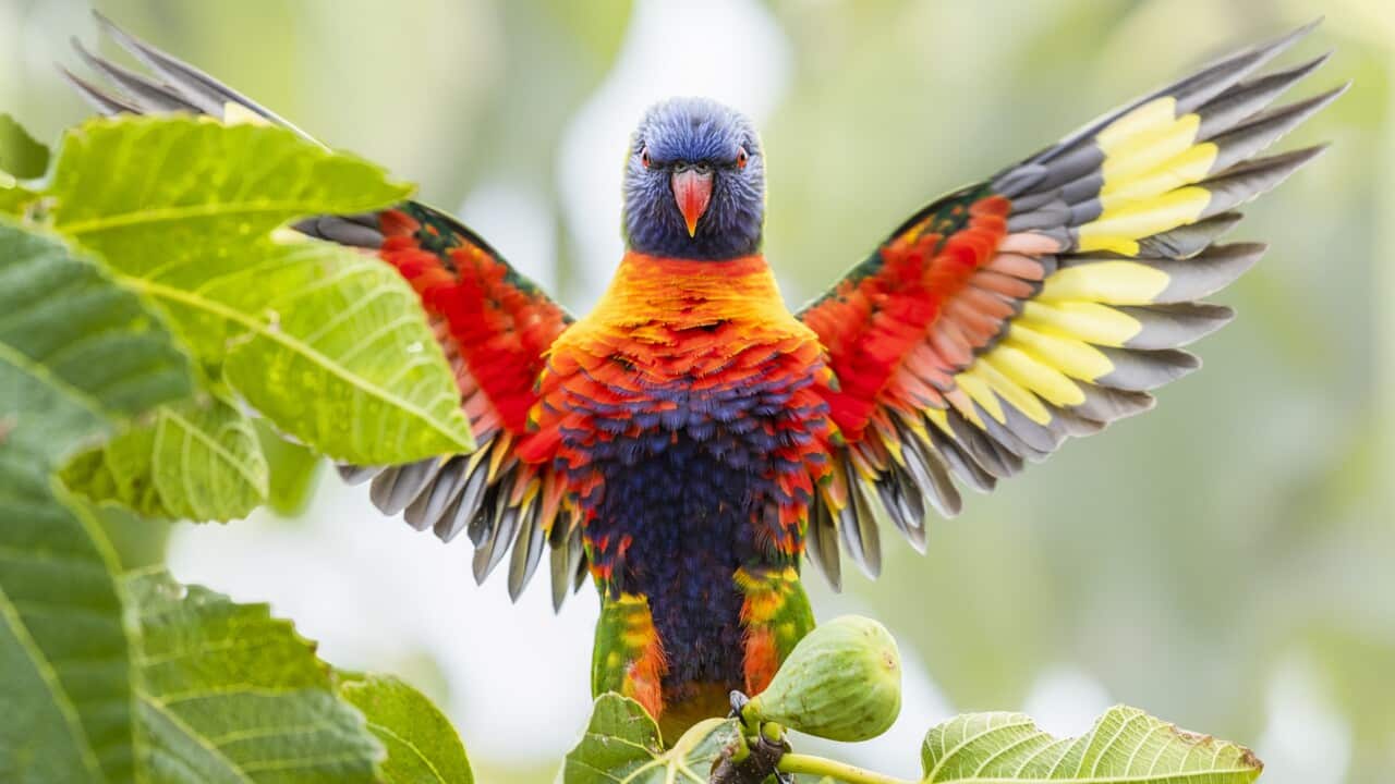 Rainbow Lorikeet's wingspan