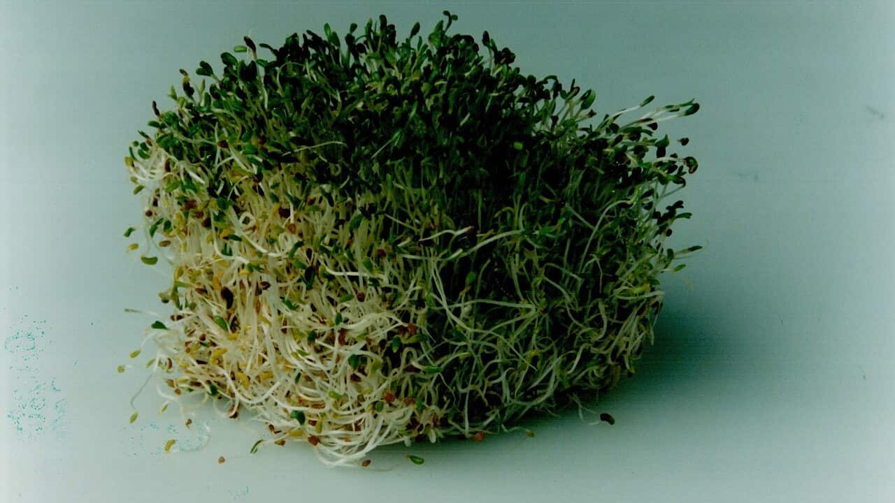 Alfalfa Sprouts