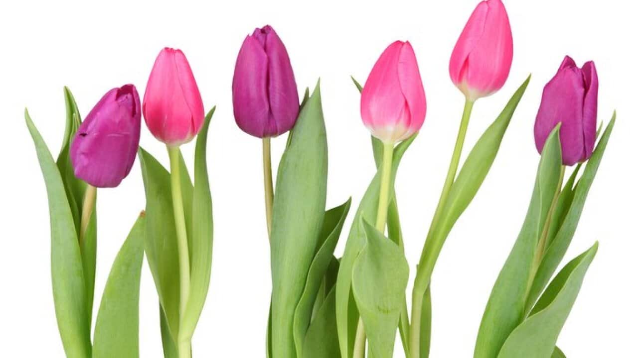 Close-Up Of Pink Tulips Against White Background