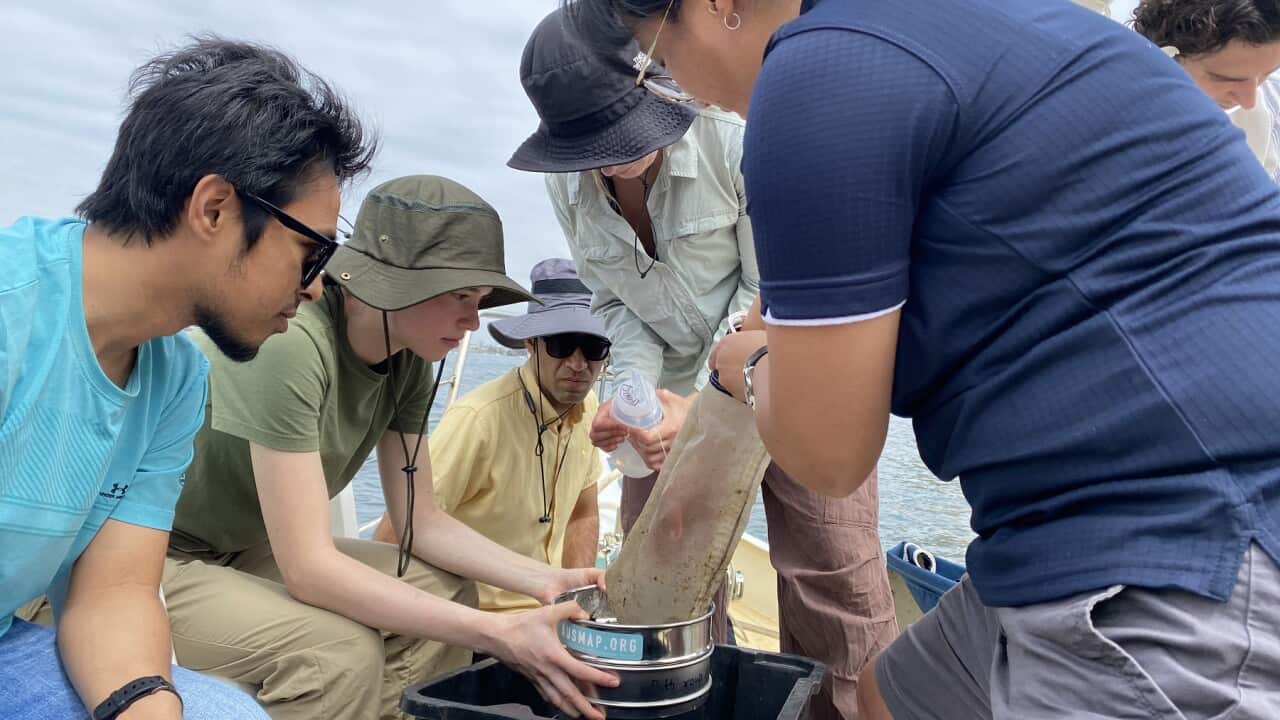 Dr Khay Fong collecting samples from Sydney Harbour (SBS A O'Brien).jpg