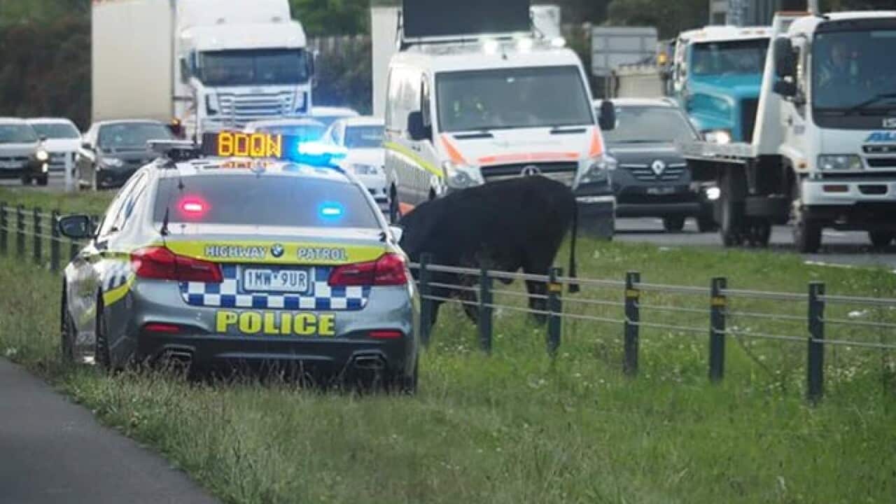 Pictures shows the animal in the middle of the lanes with emergency service vehicles surrounding it.