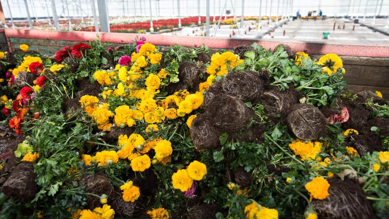 A greenhouse with discarded blooming flowers