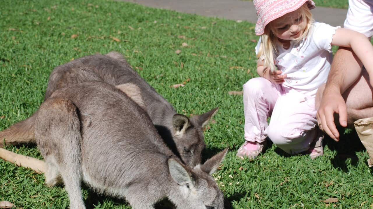 Eastern Grey Kangaroo