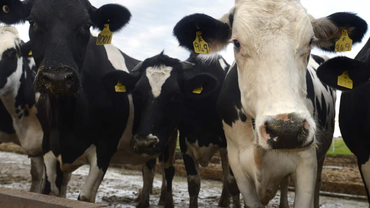 Cows eat out of a trough at a dairy farm